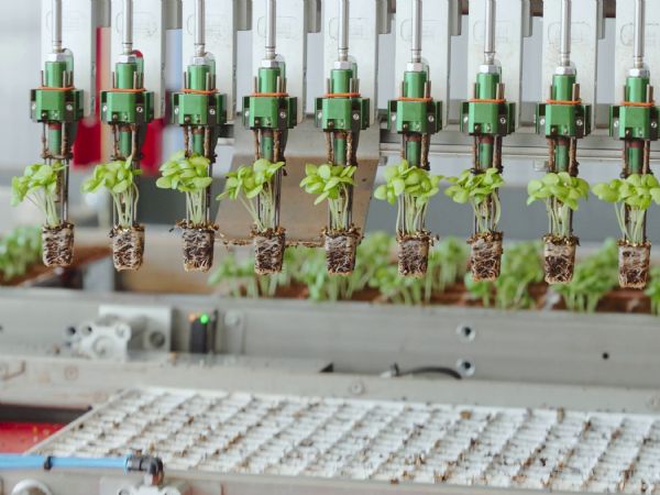 Industriel automation har taget over, hvor man tidligere anvendte manuel arbejdskraft, som pløjede marken med okser og en harve. Bag småplanteudplantningsmaskine står Faulhabers drivsystemer, som er integreret i maskiner, som denne fra italienske Da Ros.